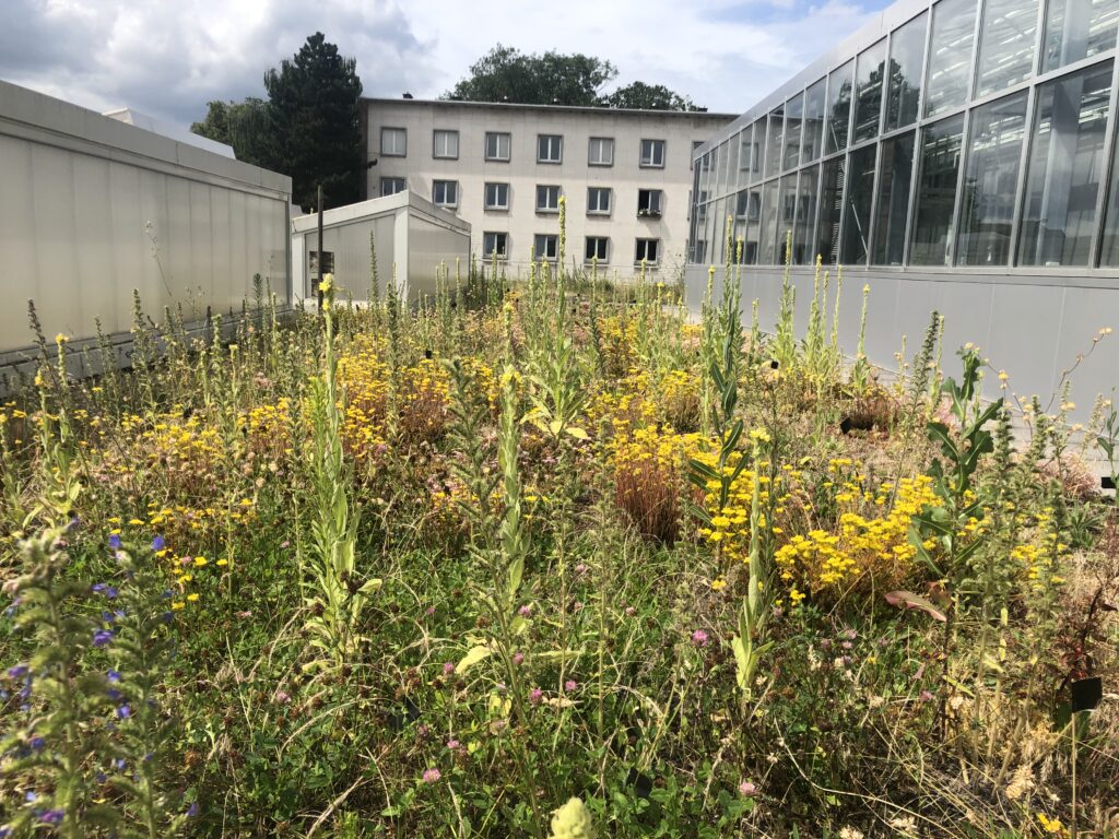 Toiture végétale à Gembloux
